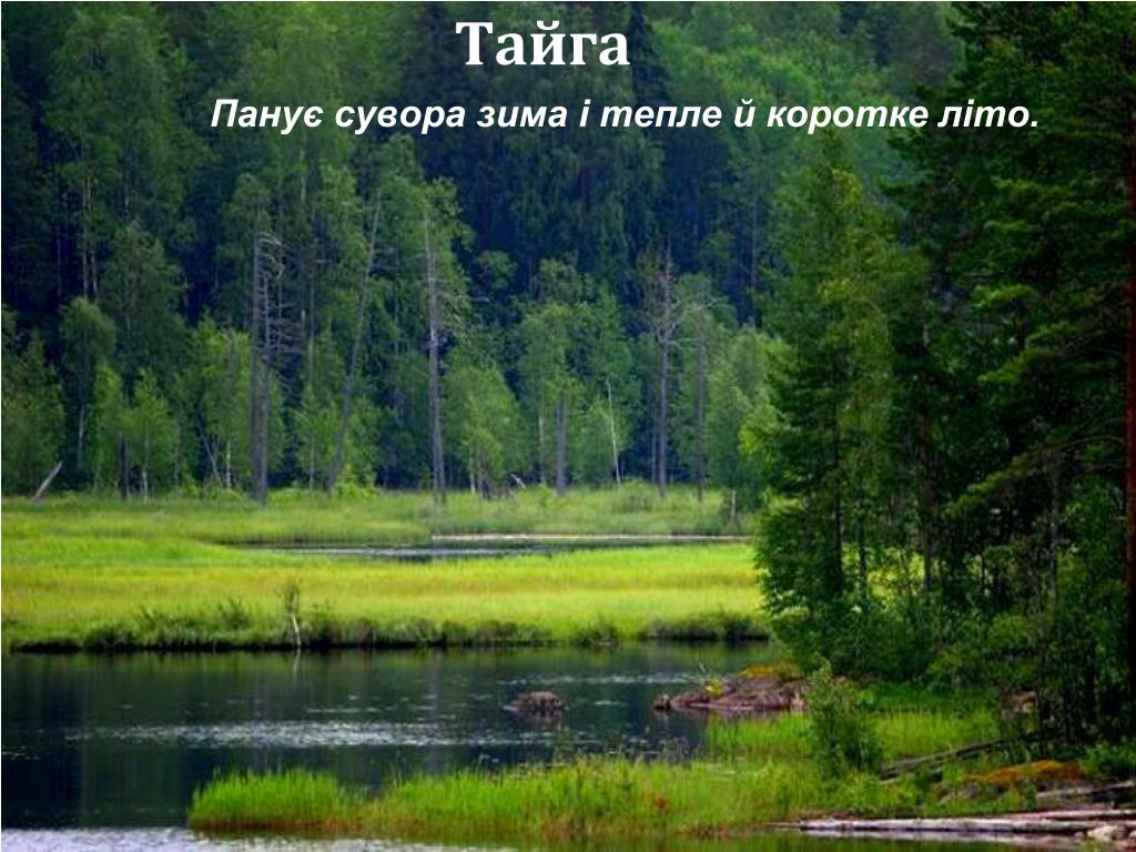 Тайга смешанные леса