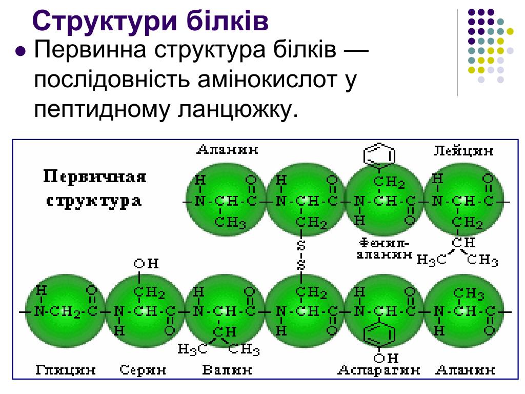 Аминокислоты в полипептиде соединены. Первичная структура полипептидной цепи. Аминокислотная последовательность. Первичная структура. Последовательность аминокислот в полипептидной цепи.
