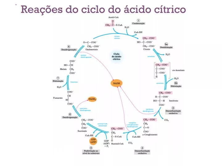 PPT - Ciclo do ácido cítrico PowerPoint Presentation, free download ...