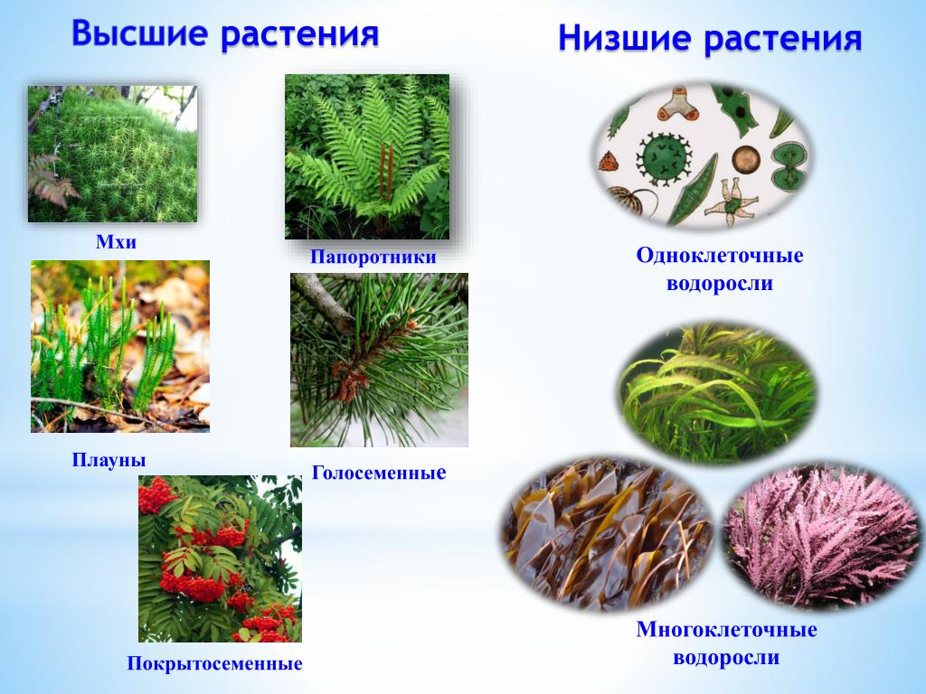 Низшие растения примеры названия