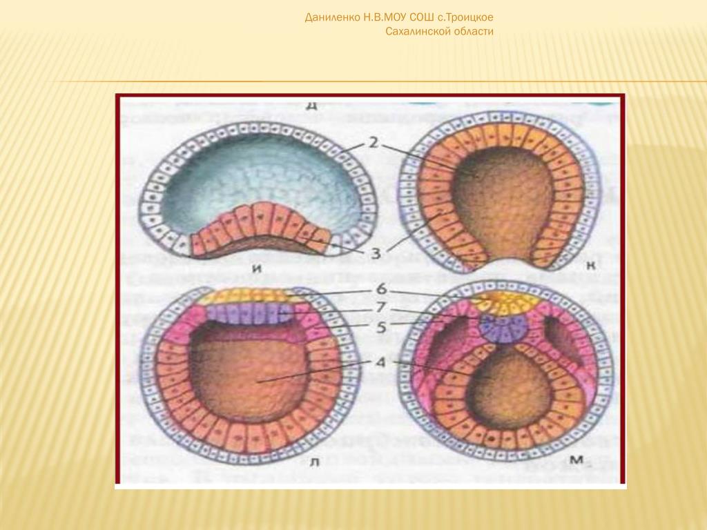 Этапы эмбриогенеза. Гаструляция эмбриогенеза. Гаструляция эмбриогенеза животных. Эмбриональный период эмбриогенез. Гаструляция у amphioxus.