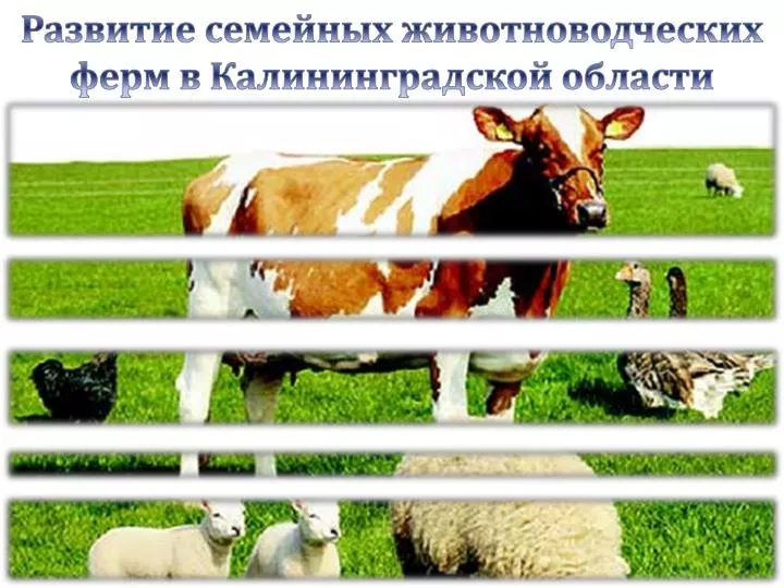 Порядок предоставления грантов на развитие семейных животноводческих ферм