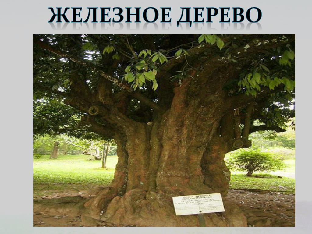 Кии из железного дерева с бесплатной доставкой + подарки до 25 000!