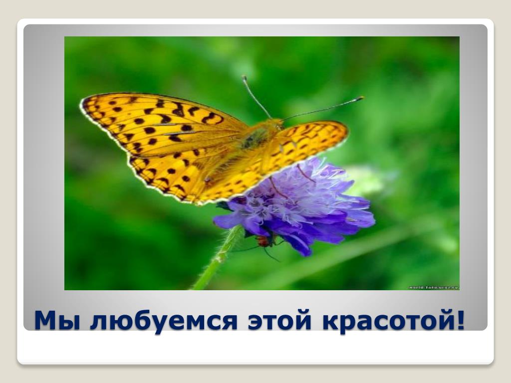 Почему бабочки такие разные и красивые. Бабочки которых нельзя увидеть днем на лугу. Бабочки картинки для презентации. Поймать бабочку. Почему нельзя рвать цветы и ловить бабочек.