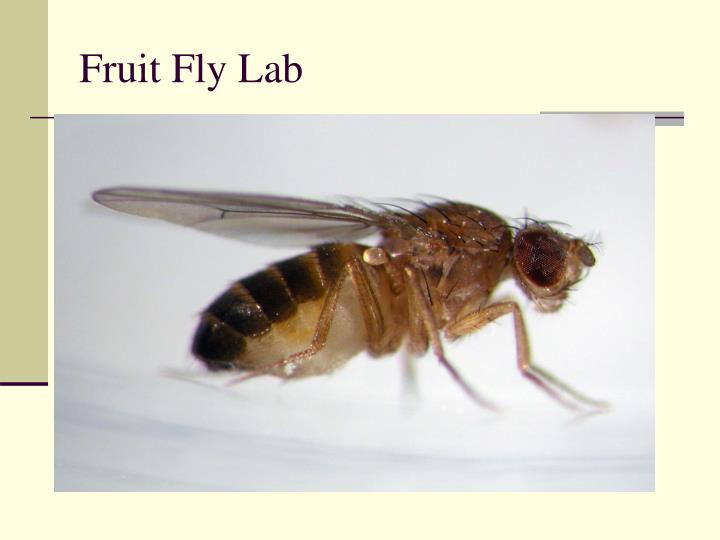 fruit fly lab The purpose of the lab report is for you to demonstrate your ability to deduct a simple teclmique reveals that genes controlling eye color in flies. fruit fly lab The purpose of the lab report is for you to demonstrate your ability to deduct a simple teclmique reveals that genes controlling eye color in flies.