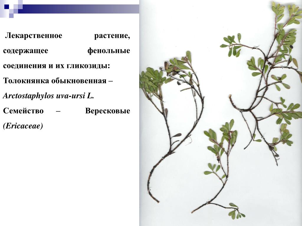Растения содержащие Растения содержащие