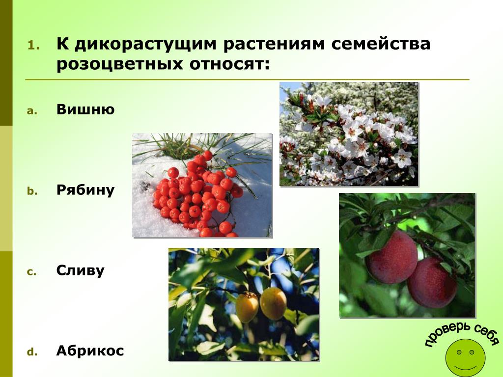 Примеры дикорастущих растений относящихся к дубильным