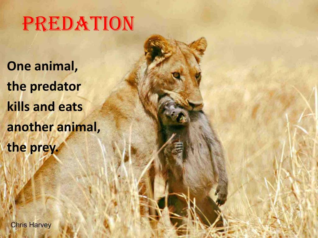 predation definition