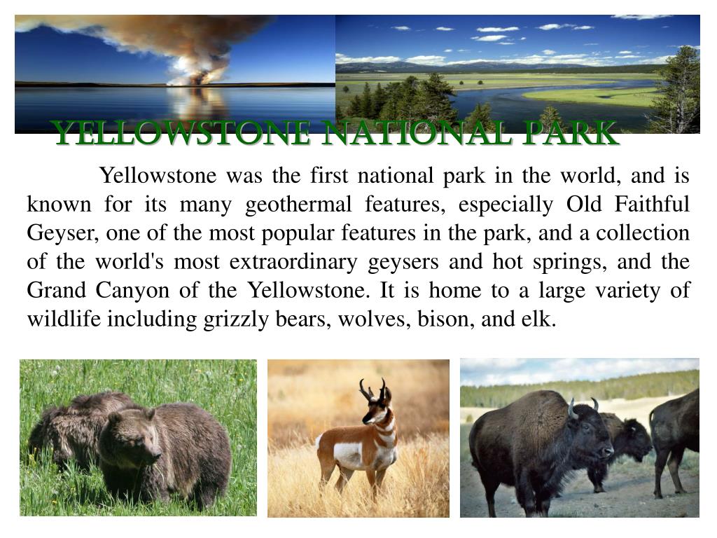 presentation about yellowstone national park
