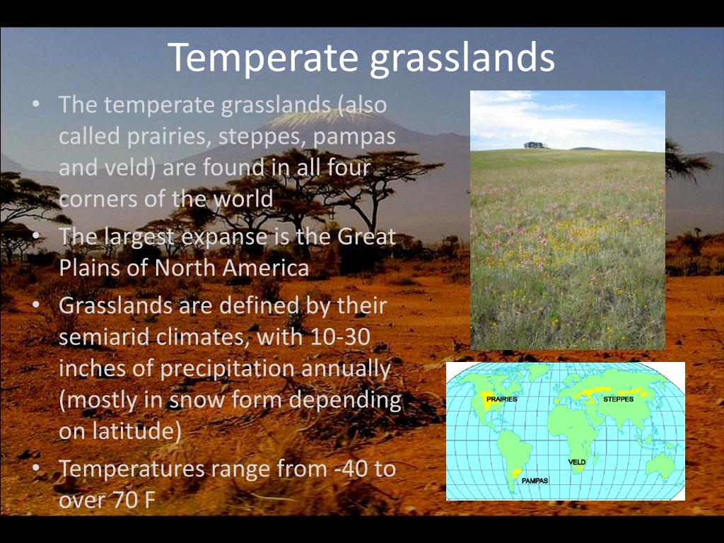 PPT Savanna + Temperate Grassland PowerPoint Presentation, free