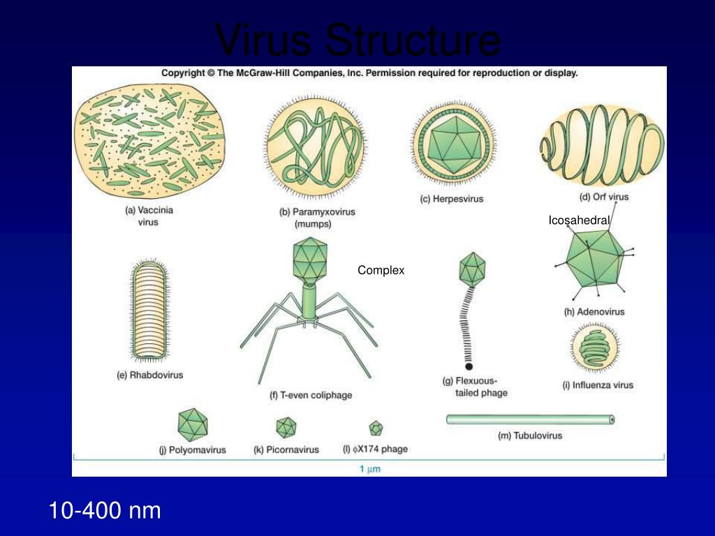 Биология 8 вирусы. Вирусы форма строение размножение. Типы вирусов биология. Многообразие строения вирусов. Строение и разнообразие вирусов.