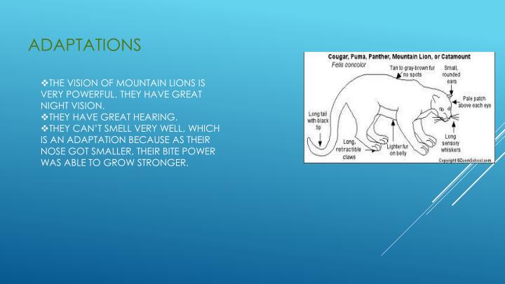 😍 Panther adaptations. Basic Facts About Florida Panthers. 2019-02-19