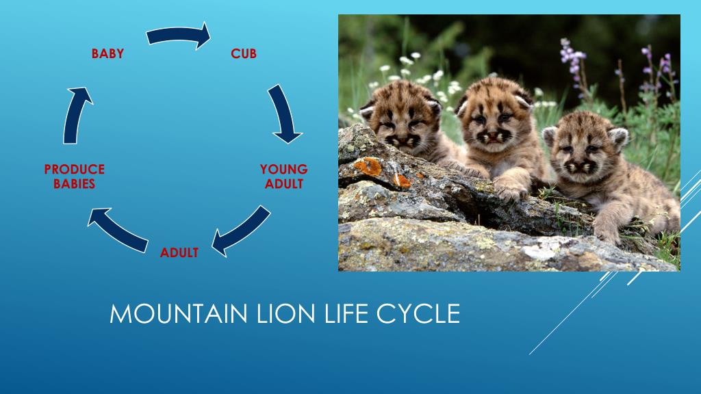puma life cycle