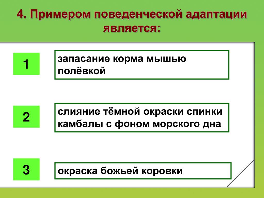3 4 примера адаптации