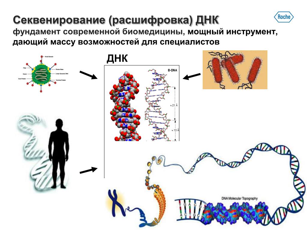 Секвенирование нуклеотидов. Метод секвенирования генома. Секвенирование нуклеиновых кислот. Секвенирование геномной ДНК. Секвенирование первого поколения.