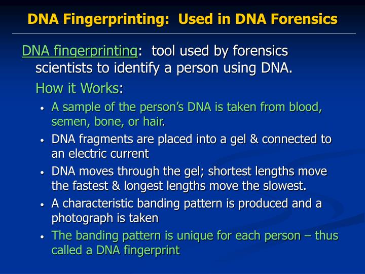 how is dna used to identify a crime suspect Start studying dna fingerprinting and forensic science learn vocabulary, terms, and more with flashcards, games, and other study tools. how is dna used to identify a crime suspect Start studying dna fingerprinting and forensic science learn vocabulary, terms, and more with flashcards, games, and other study tools.