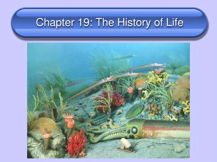history of life (ch 19) assignment