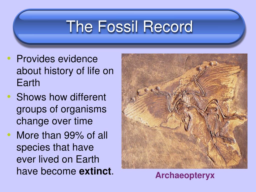 PPT Chapter 19 The History of Life PowerPoint Presentation, free