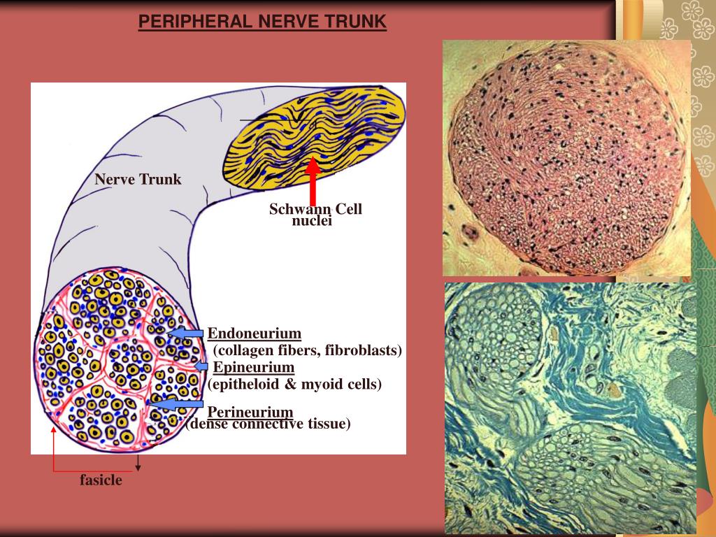 difference between axon and dendrite