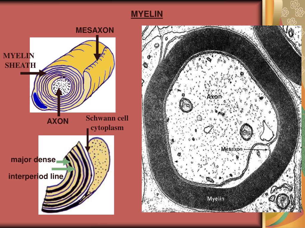 difference between axon and dendrite difference between axon and dendrite