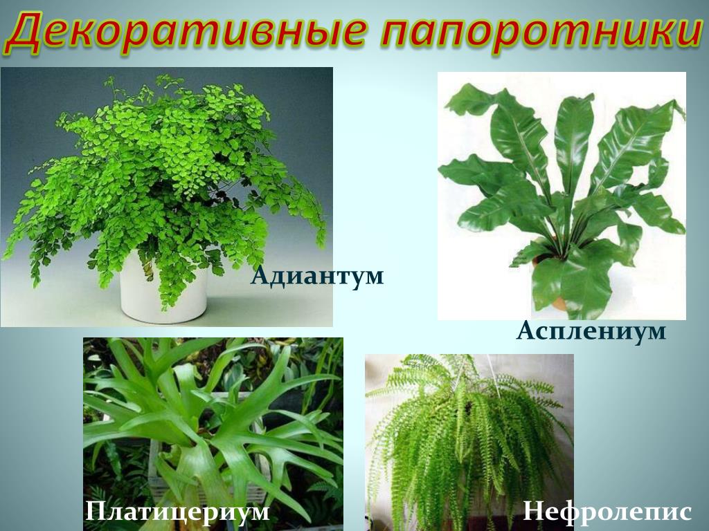 Примеры папоротниковых растений. Нефролепис асплениум Платицериум. Адиантум, нефролепис,. Папоротник асплениум виды. Adiantum асплениум.
