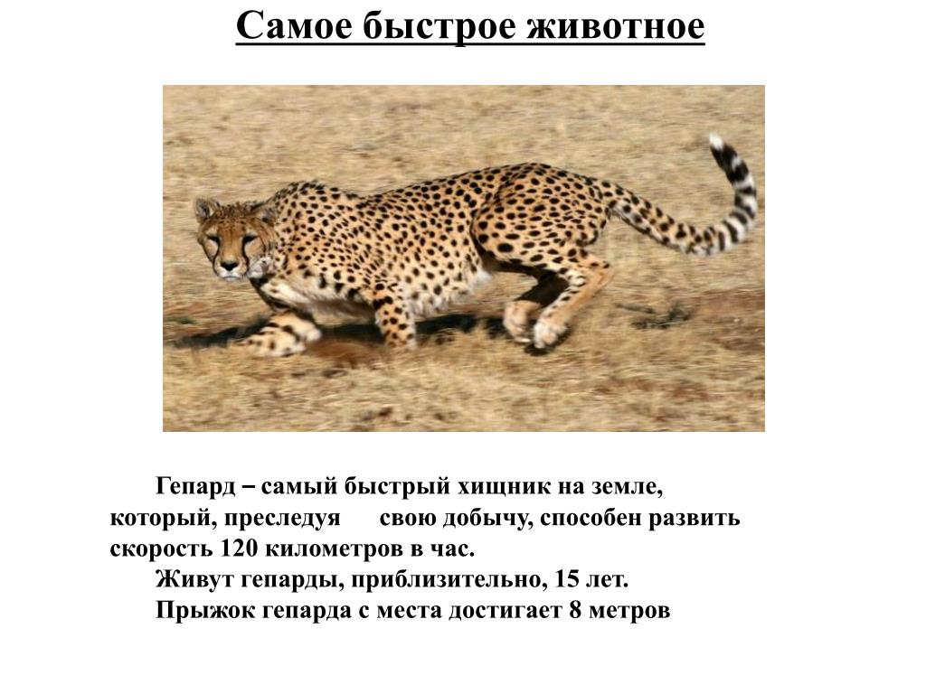 Презентация по окружающему миру на тему:10 редчайших животных из Красной книги Р Проект про азиатского гепарда по красной книге Проект про азиатского гепарда по красной книге Проект про азиатского гепарда по красной книге Сколько весит гепард фото YugNash.ru