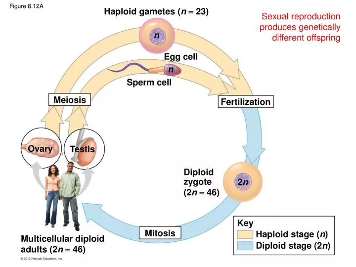 Figure 812A PowerPoint Presentation free download Biology Diagrams