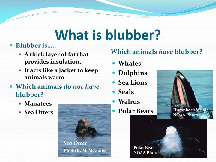 PPT Florida Manatees Manatees Need Warm Water To Survive PowerPoint