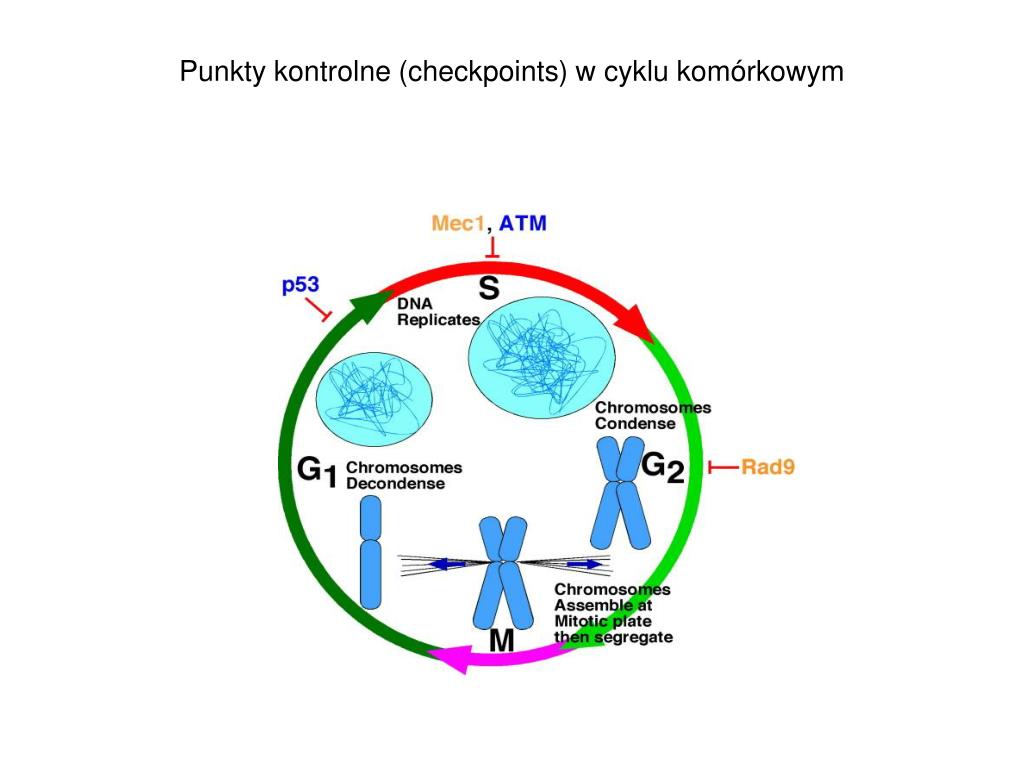Zaznacz Dwa Punkty W Których Błędnie Podano Znaczenie Mitozy PPT - Replikacja, naprawa i rekombinacja DNA u eukariontów PowerPoint