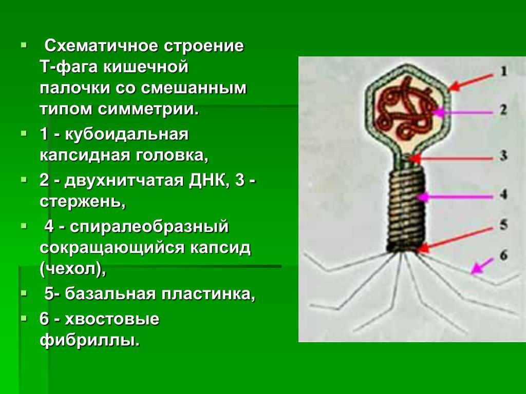 Наследственный аппарат вируса формы жизни бактериофаги. Строение бактериофага кишечной палочки. Бактериофаг т2 строение. Т четный бактериофаг кишечной палочки. Бактериофаги строение кишечной палочки т2.