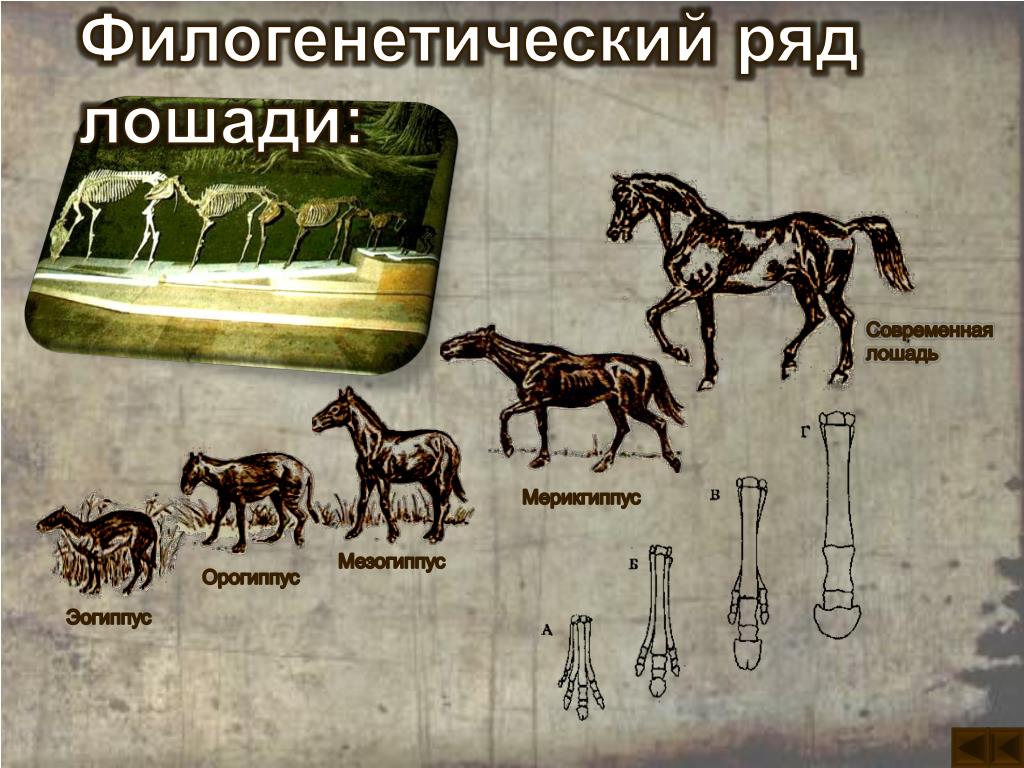 Примеры переходных форм и филогенетических рядов