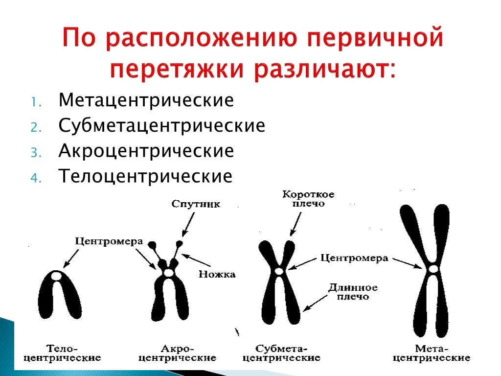 Изменение формы хромосом. Акроцентрические хромосомы. Акроцентрические хромосомы строение. Схема строения хромосомы. Строение метацентрической хромосомы.