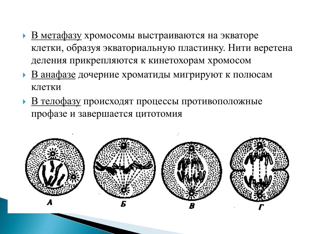 Таблица мейоза: найдено 89 изображений