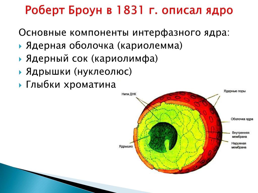 Составляющие элементы ядра. Структура эукариотической клетки ядро ядрышко. Строение ядра и его функции. Основные компоненты интерфазного ядра. Клеточное ядро функции компоненты.