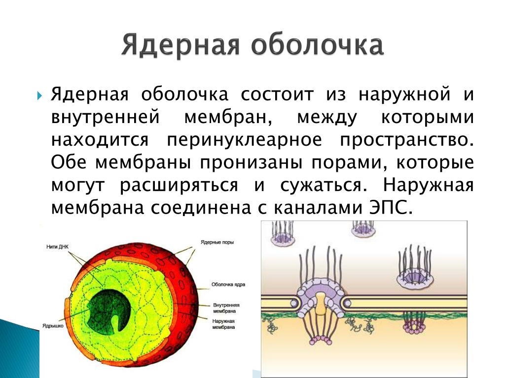Состав функции ядра. Структура особенности строения функции ядерная оболочка. Строение мембраны ядра. Ядро и ядерная мембрана строение. Наружная мембрана ядра строение.
