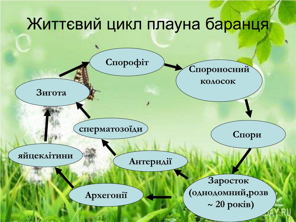 Развитие хвощи и плауны. Цикл жизни хвощей. Жизненный цикл хвоща полевого схема. Жизненный цикл хвощей и плаунов схема. Цикл развития хвощей и плаунов.