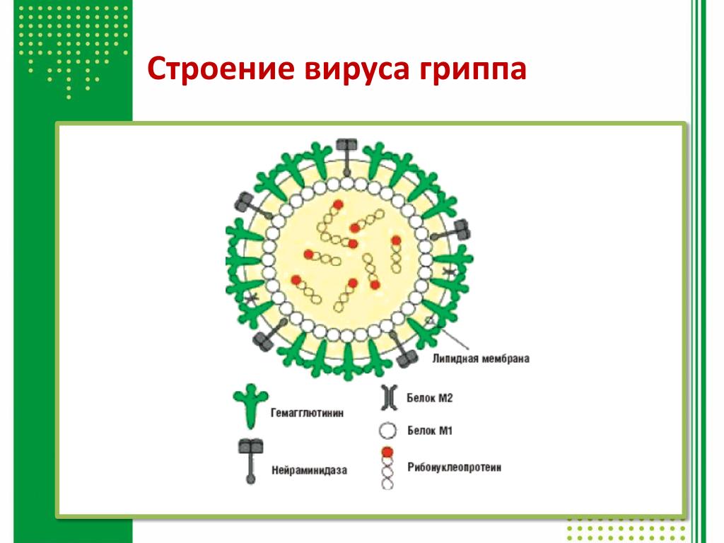 Состав гриппа. Схема строения вириона вируса гриппа. Структура вириона вируса гриппа микробиология. Структура вириона гриппа. Схематическая структура вируса гриппа.