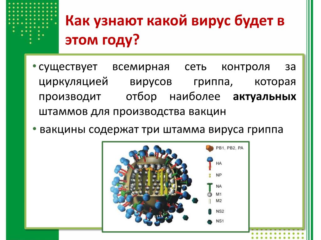 Какие есть вирусы. Какие какие вирусы есть. Какой вирус будет в этом году. Какие в России были вирусы. Вирусы активны.