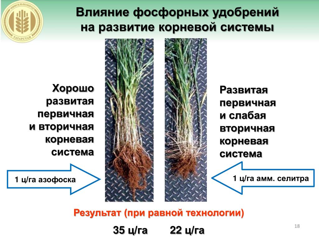 Какой тип системы у пшеницы. Корневая система пшеницы. Первичная и вторичная корневая система. Формирование корневой системы. Вторичная корневая система.