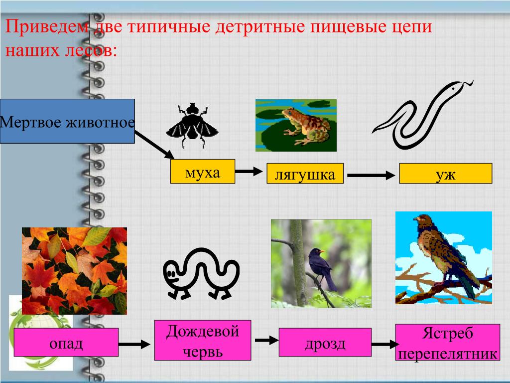 Пищевая цепь листовой опад дождевой червь. Детритная цепь питания из 5 звеньев. Детритная и пастбищная цепь. Пастбищные и детритные цепи питания. Цепочки питания детритные цепи.