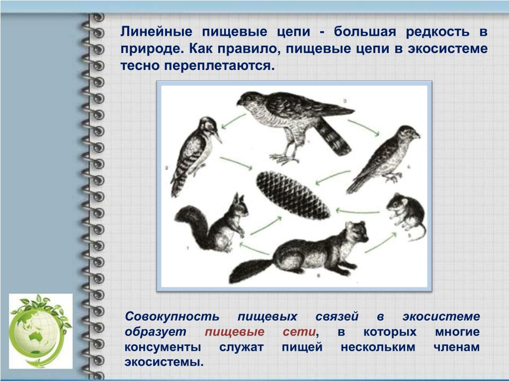 Пищевые связи в экосистемах презентация