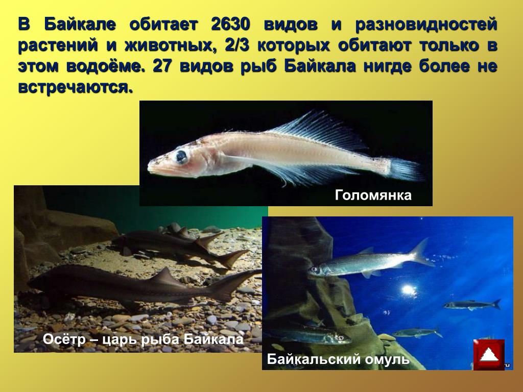 В озере байкал водится рыба. Байкальская Голомянка рыбка. Рыба Байкала Голомянка. Ареал обитания рыбки голомянки. Рыбы обитающие только в Байкале.