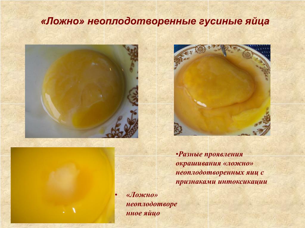 Как определить оплодотворенное яйцо курицы. Неоплодотворенные яйца. Неоплодотворенный зародыш в курином яйце. Оплодотворенное куриное яйцо. Оплодотворенное гусиное яйцо и неоплодотворенное.