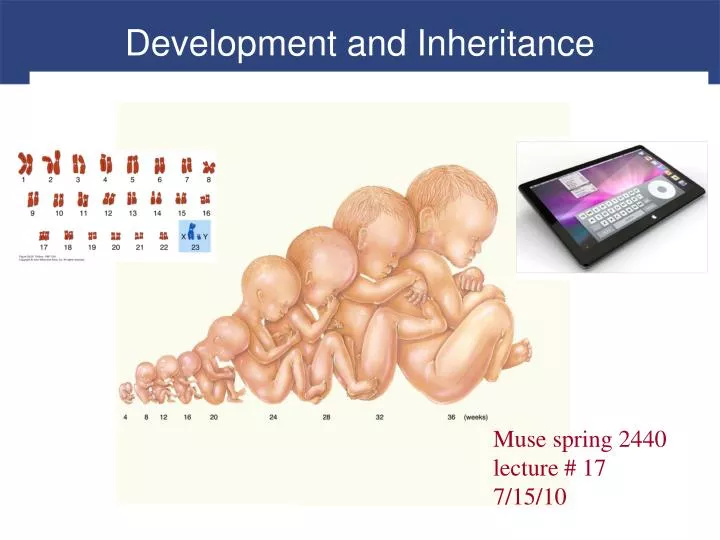 PPT - Development and Inheritance PowerPoint Presentation, free ...