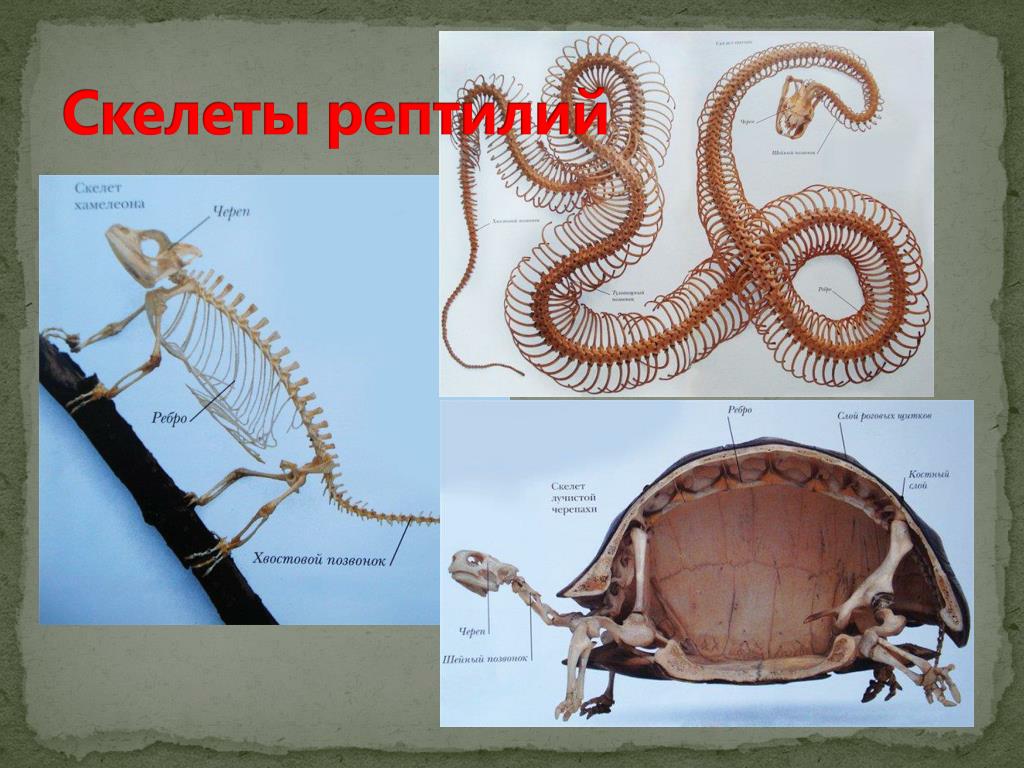 Рептилии ребра. Скелетное строение змеи. Скелет змеи анатомия. Позвоночник рептилий. Позвоночник змей строение.