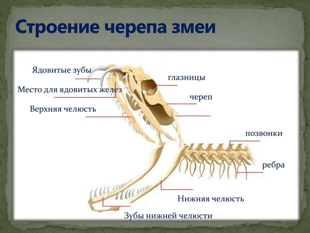 Сравните череп ящерицы и собаки назовите отличия. Череп рептилий схема. Скелет змеи строение. Скелет головы пресмыкающегося. Змея строение скелета.