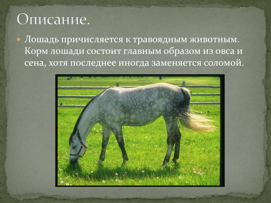 Лошадь доклад 3 класс. Описание лошади. Лошадь краткое описание. Описать коня. Описать лошадь.