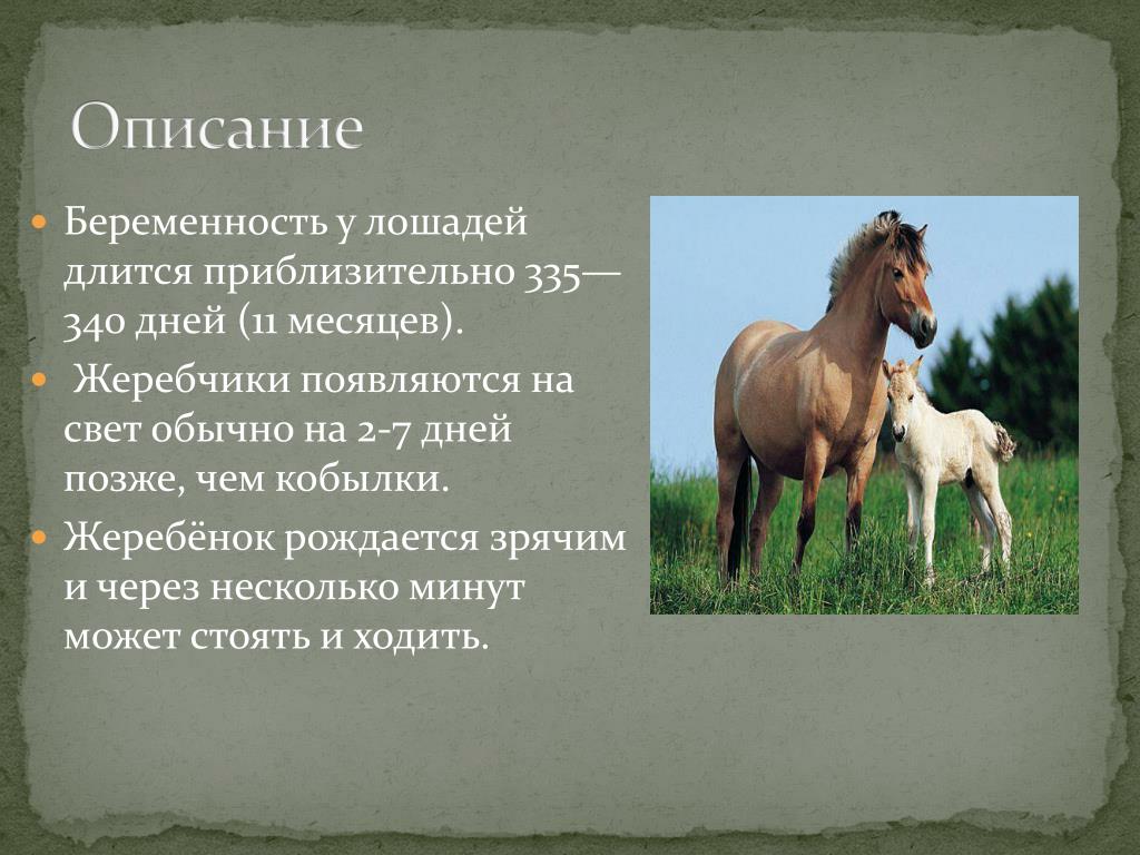 Сколько лошадке лет. Описание жеребенка. Беременность лошадей Длительность. Как определить жеребость кобылы.