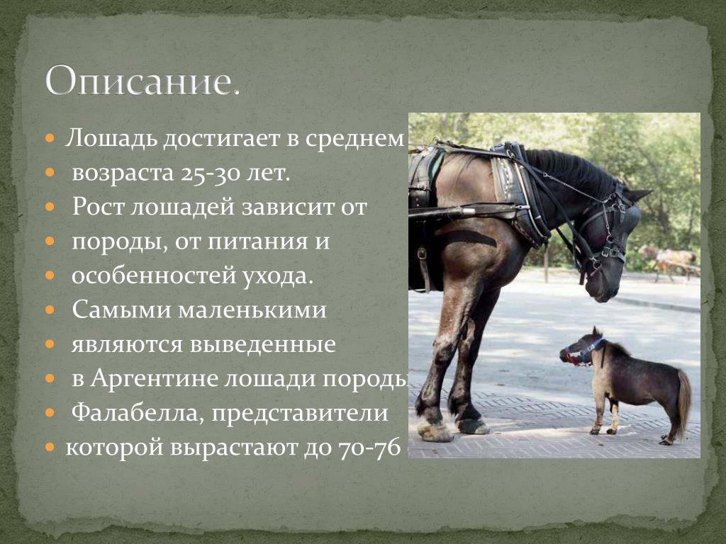 Истории лошадок. Описание лошади. Сообщение о лошади. Доклад про лошадь. Презентация на тему лошади.
