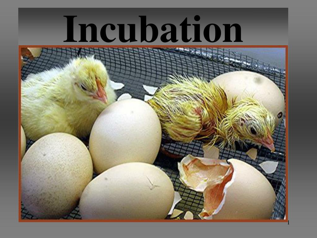 ppt-incubation-powerpoint-presentation-free-download-id-5937600